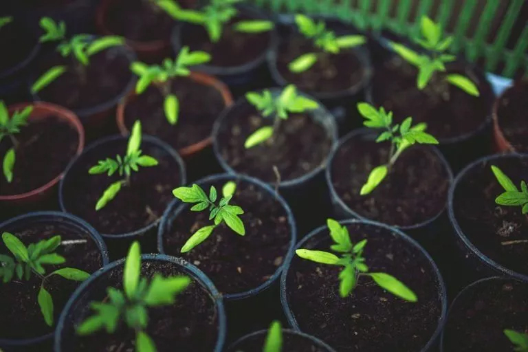 Nurturing Green: The Vitality of Agricultural Chemistry Many small potted plants with green leaves, symbolizing the growth and vitality of plants in Agricultural Chemistry Homework Help