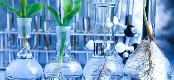 Biochemistry Lab Setup for assignment help Assorted plants in glass vases with water, displayed in a biochemistry lab to be used in biochemistry assignment help