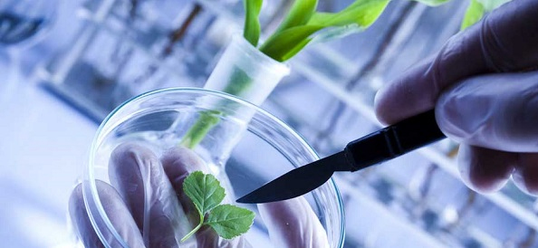 A student carefully cuts a plant with a knife as part of a biochemistry homework help A student holding a knife, cutting a plant as part of a biochemistry experiment for Biochemistry Homework Help