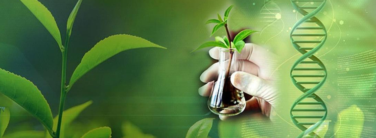 Botanical Genetics: Exploring the Plant-DNA Connection for botany homework help A hand holds a plant in a glass tube with a DNA strand symbolizing the connection between botany homework help and genetics