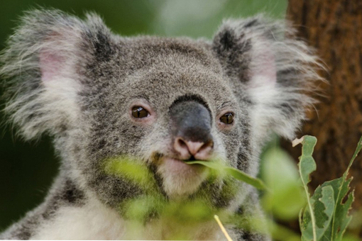 Animal-Plant Physiology Connection for assignment help Bulging in eucalyptus leaves, illustrating the fascinating connection between animal and plant physiology