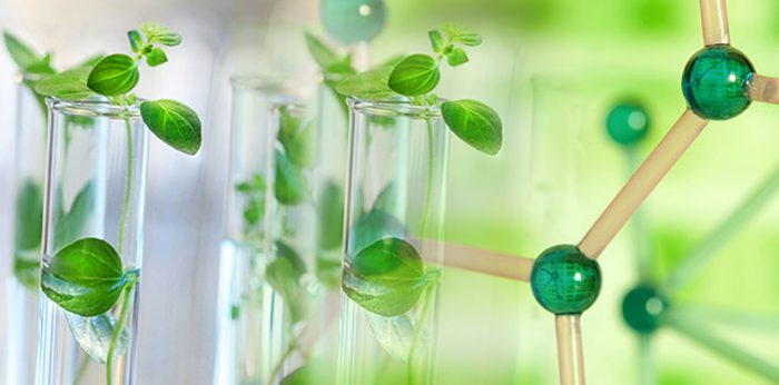 Green Plants Growing in Test Tubes