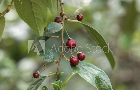 A plant branch with red berry fruits