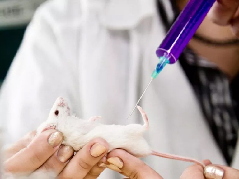 Scientist in lab coat holds small mouse, illustrating bioengineering concept Scientist
