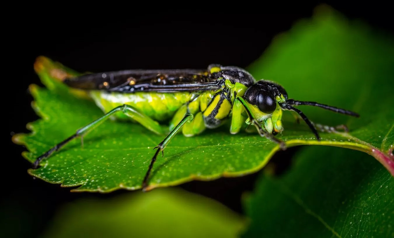 Insect Harmony: intricate relationships between organisms in general biology as part of homework help An insect with green and black colours rests on a leaf, exemplifying the intricate relationships between organisms in biology