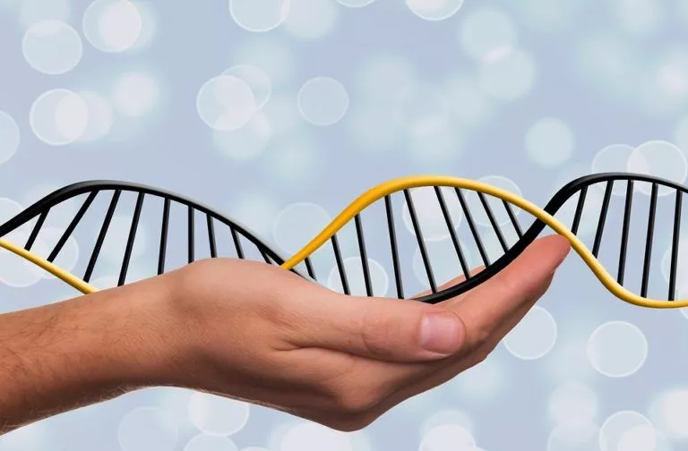 Intricate Helical DNA Model symbolizing the world of genetics homework help A hand holding a helical DNA model with black and yellow strands, symbolizing the intricate world of genetics and genetics assignment help
