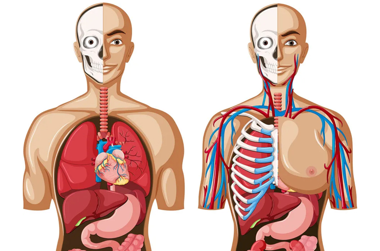 Assignment concept related to human anatomy depicted by Human heart model Human heart model displayed for human anatomy assignment concept.