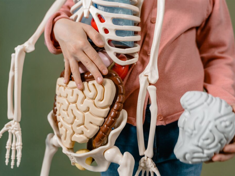 Exploring Human Physiology: A Child's Fascination with Anatomy as an assignment help A child holding a model of a human skeleton, representing Human Physiology Assignment Help