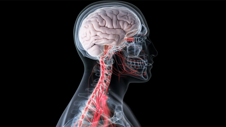Exploring the Human Brain: Vascular Systems in Neuroscience for assignment help An image showing the human brain and its vascular system, illustrating a neuroscience assignment concept
