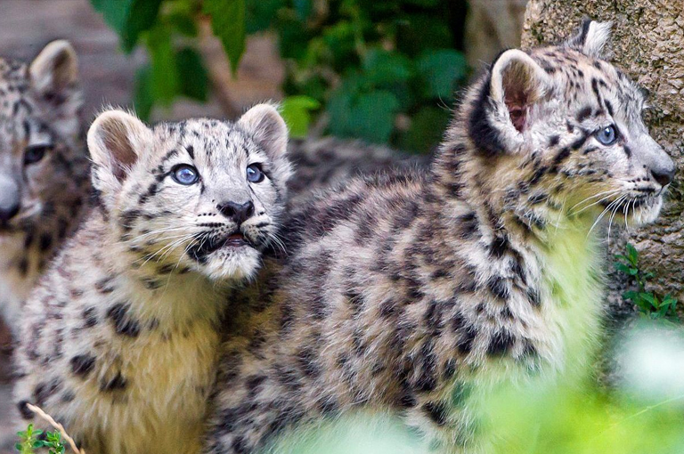 Majestic Snow Leopards: symbolizing their adaptability in the wild and zoology concept for assignment help Three snow leopards, expert climbers with strong legs and keen eyesight, are captured standing in the grass, symbolizing their adaptability in the wild and Zoology Homework Help concept