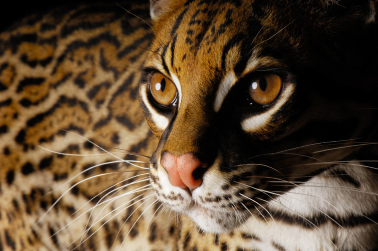The Mesmerizing Gaze: Exploring Felid Zoology through Leopard's Eyes as a part of homework help A leopard staring directly at the camera, showcasing its distinctive rosette patterns, a common feature in felid zoology
